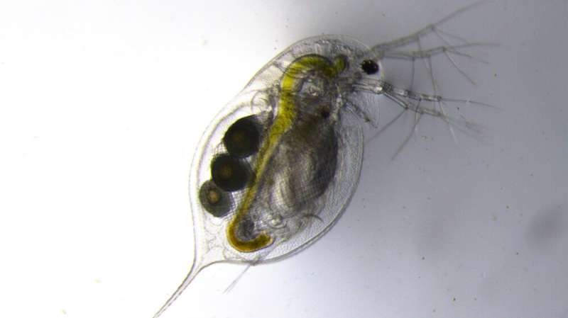 Using water fleas, UTA researchers investigate adaptive evolution