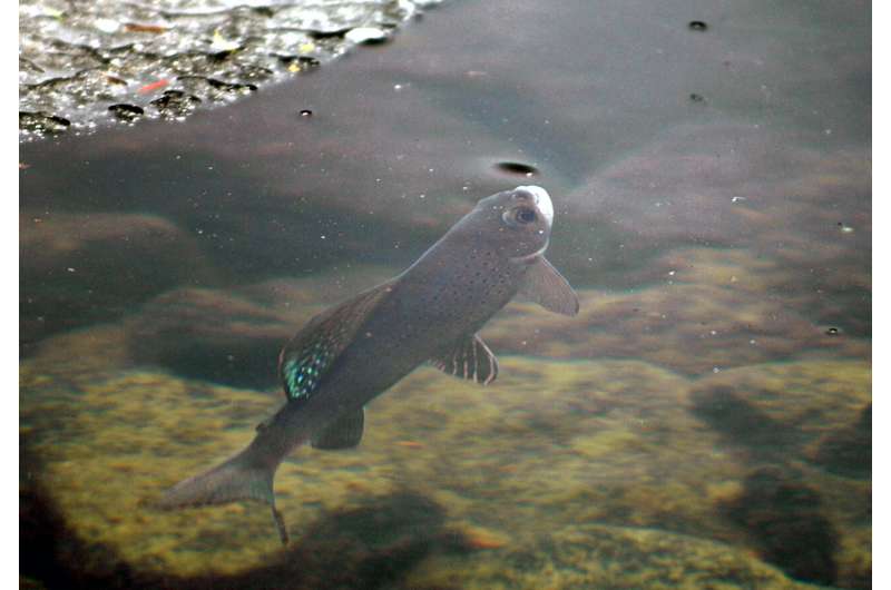 US wildlife agency rejects protections for rare fish species