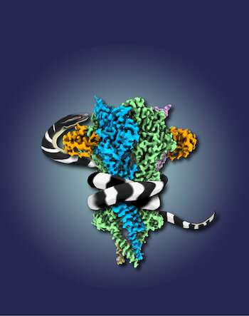 UTSW researchers use snake venom to solve structure of muscle protein