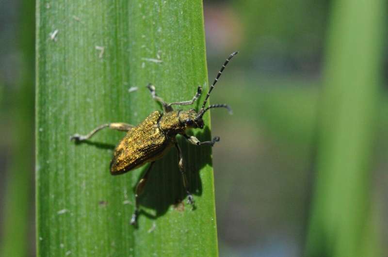 Versatile symbionts: Reed beetles benefit from bacterial helpers through all life stages