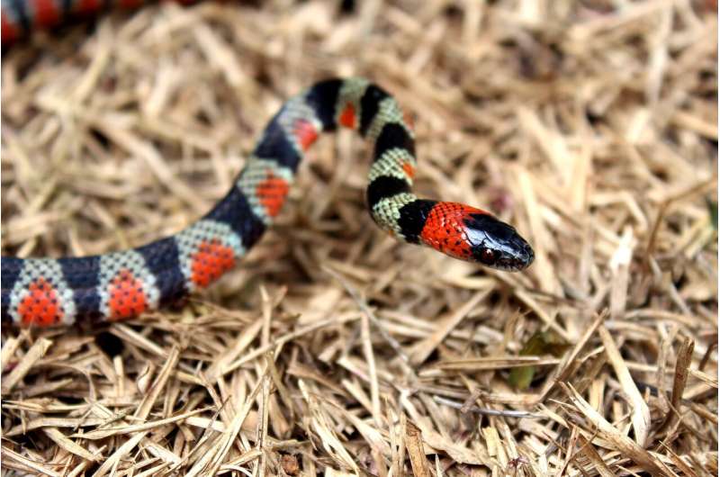 Vibes before it bites: 10 types of defensive behaviour for the false coral snake