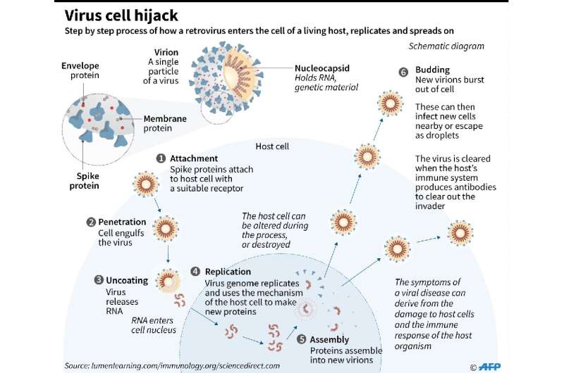 Virus cell hijack