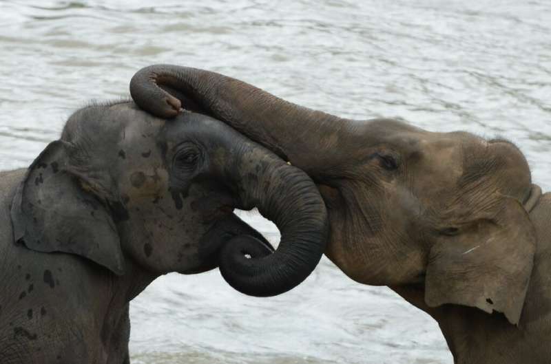Virus gives Sri Lanka's threatened elephants a reprieve
