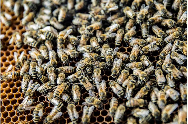 Virus-infected honey bees more likely to gain entrance to healthy hives