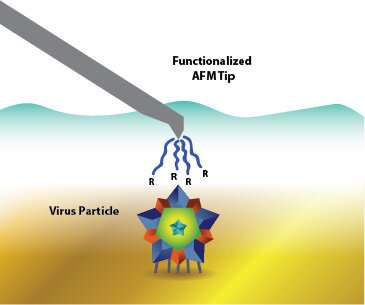 Newswise: Virus surfaces help MTU engineers study vaccine and gene therapy applications
