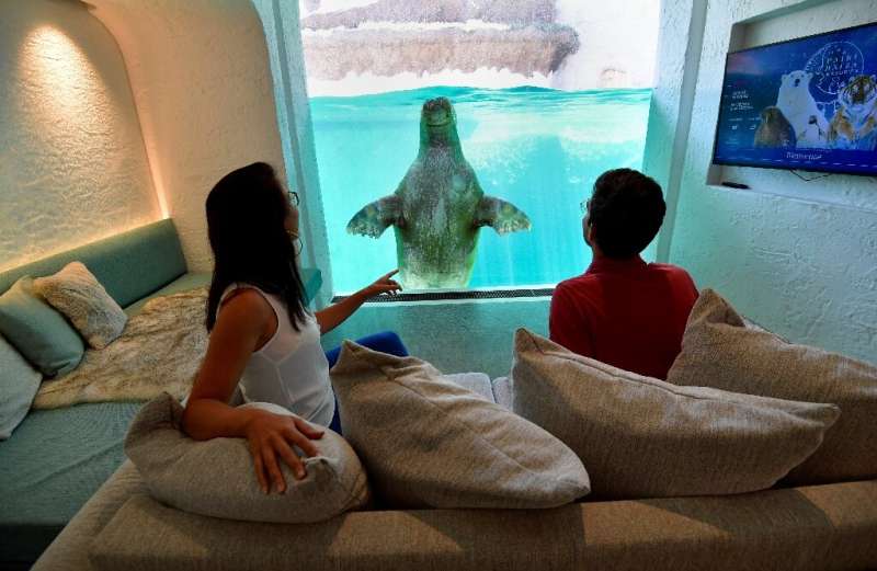 Visitors look at a walrus from their hotel room at the Pairi Daiza animal park in Brugelette, on July 30, 2020.