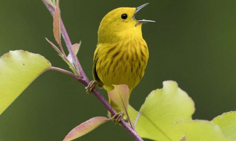 Warbler coloration shaped by evolution via distinct paths