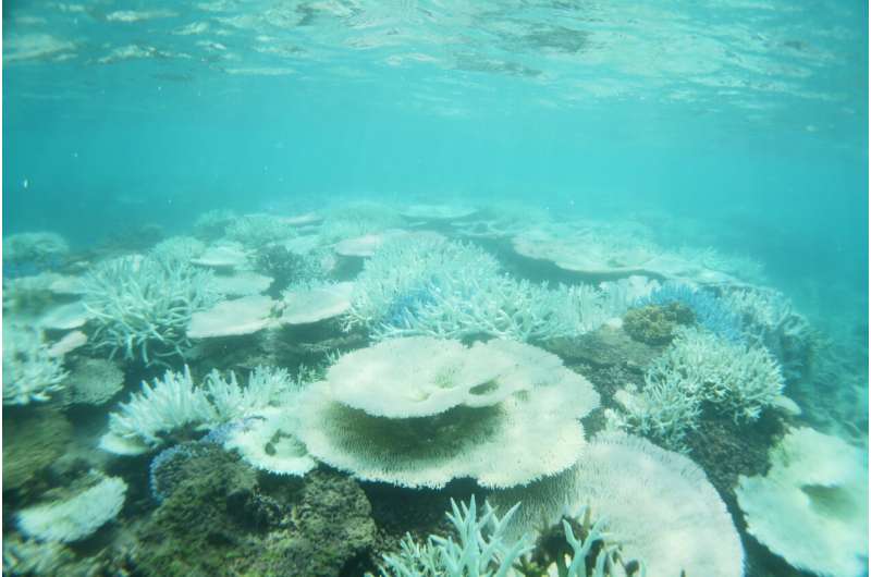 Warmer, acidifying ocean brings extinction for reef-building corals, renewal for relatives