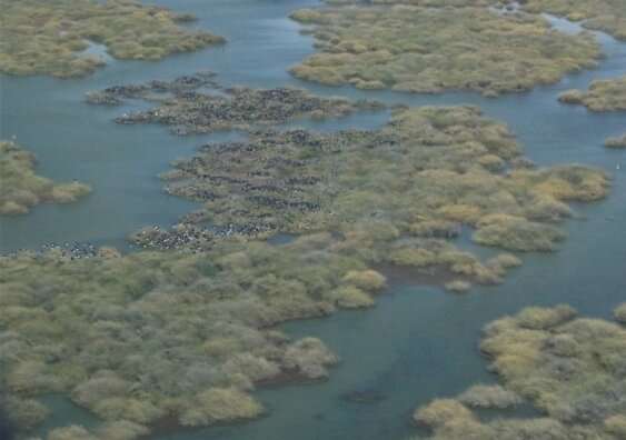 Waterbird numbers and wetland areas declining despite temporary relief: aerial survey
