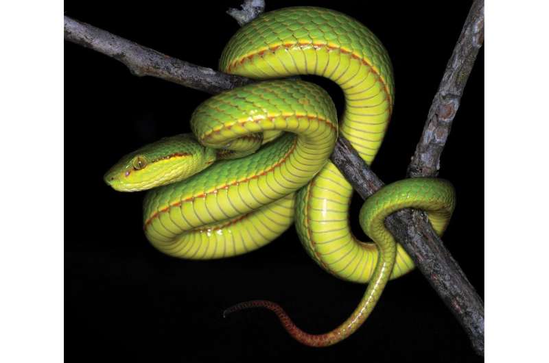 Welcome to the House of Slytherin: Salazar's pit viper, a new green pit viper from India