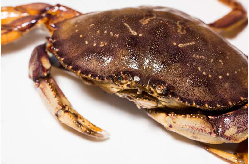 West coast dungeness crab stable or increasing even with intensive harvest, research shows