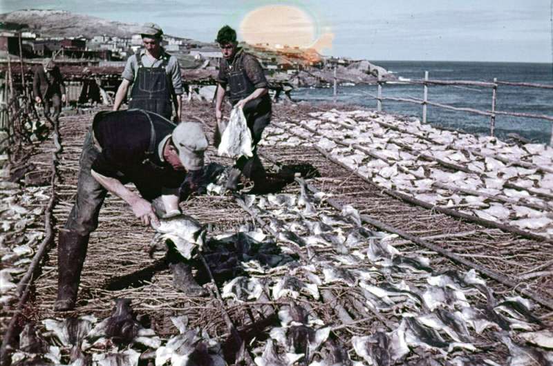 What lives, what dies? The role of science in the decision to cull seals to save cod