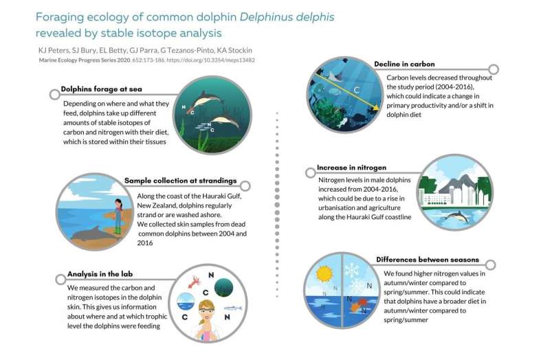 What's for dinner? Dolphin diet study