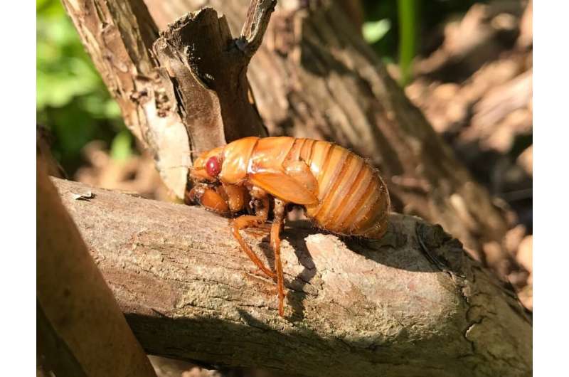 What's that noise? The 17-year cicadas are back