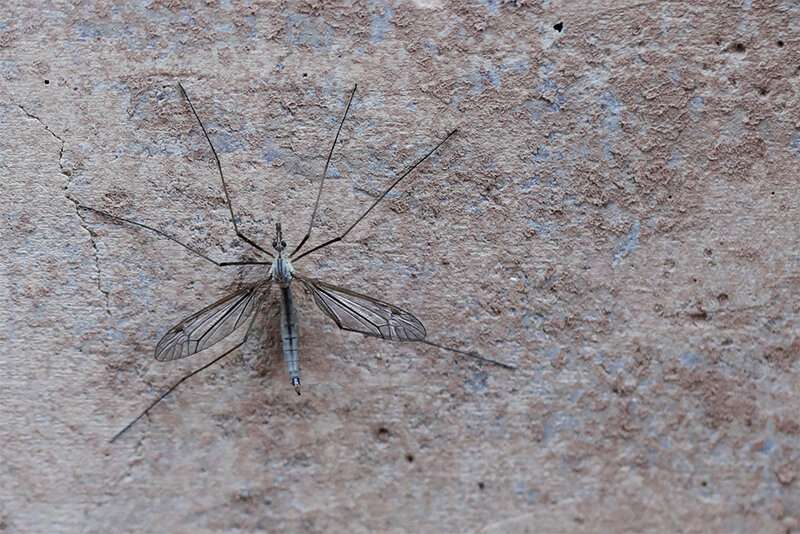 What's up with all the crane flies in Tucson?