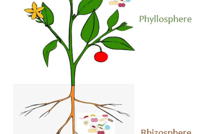 When plants and their microbes are not in sync, the results can be disastrous
