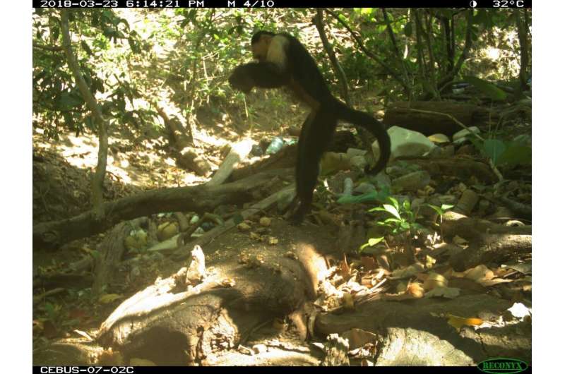 White-faced capuchin monkeys come down from the trees on Panama's Coiba Island