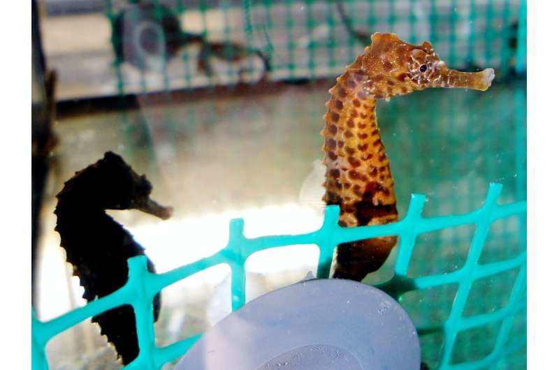 Who's your daddy? Male seahorses transport nutrients to embryos