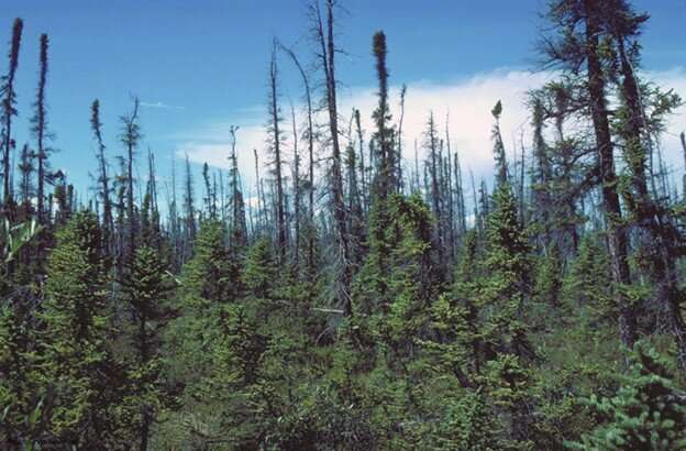 Wildfires are changing forest communities in interior Alaska