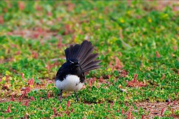 Willie wagtails: The werewolves of the bird world