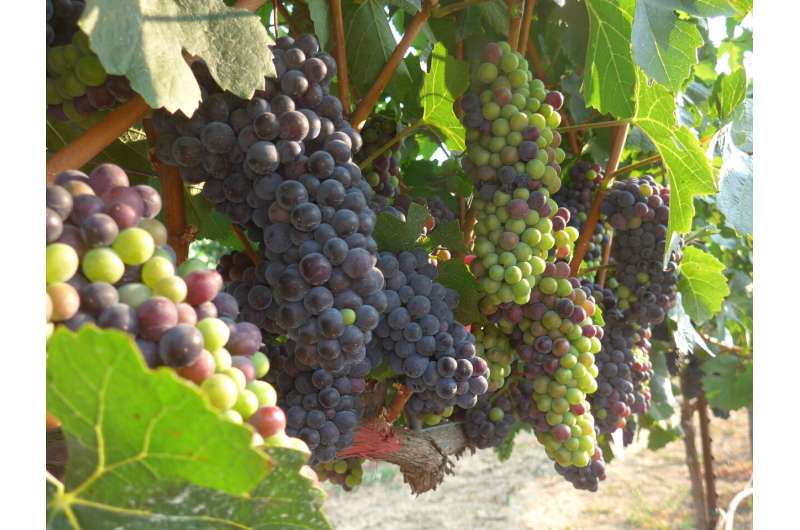 Wine regions could shrink dramatically with climate change unless growers swap varieties