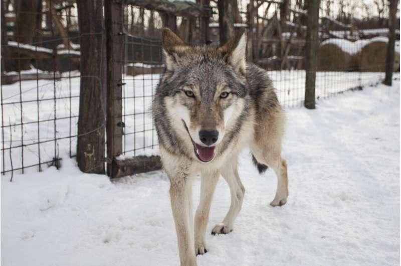 Wolves attached - Adult wolves miss their human handler in separation similar to dogs