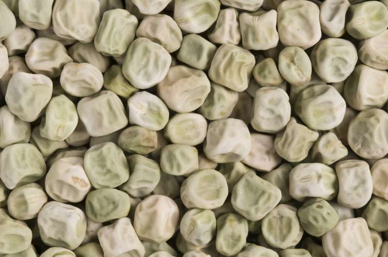 Wrinkled 'super pea' could be added to foods to reduce diabetes risk
