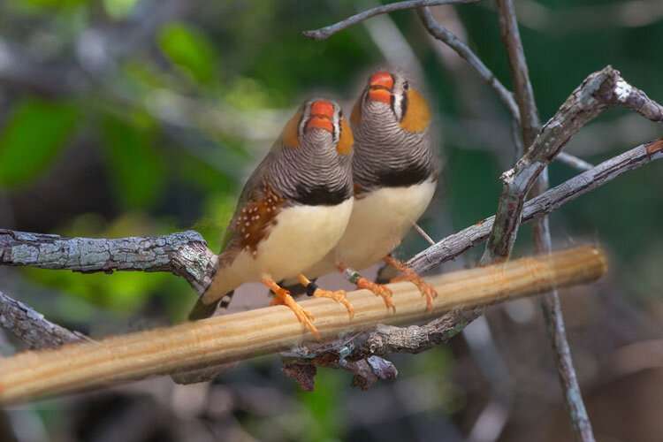 Zebra finches amazing at unmasking the bird behind the song