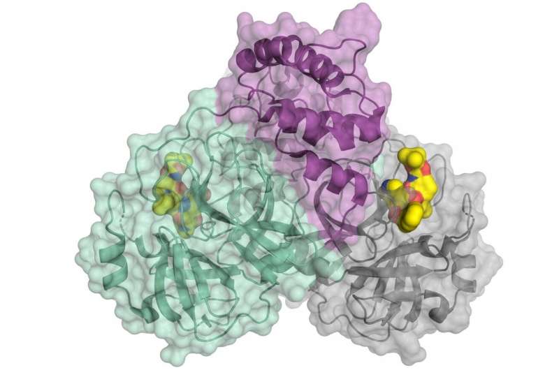 Coronavirus SARS-CoV2: BESSY II data accelerate drug development