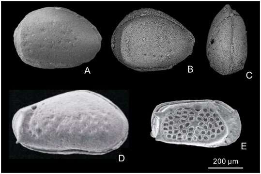 Evolutionary pattern of genus Cribroconcha reveals survival strategy of ostracods from the late Paleozoic
