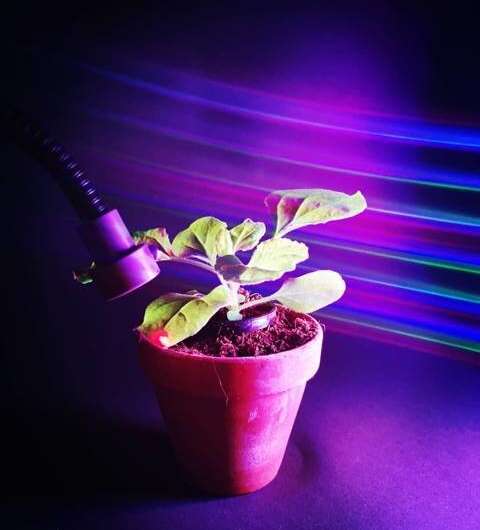 New research reveals plant control with the power of light