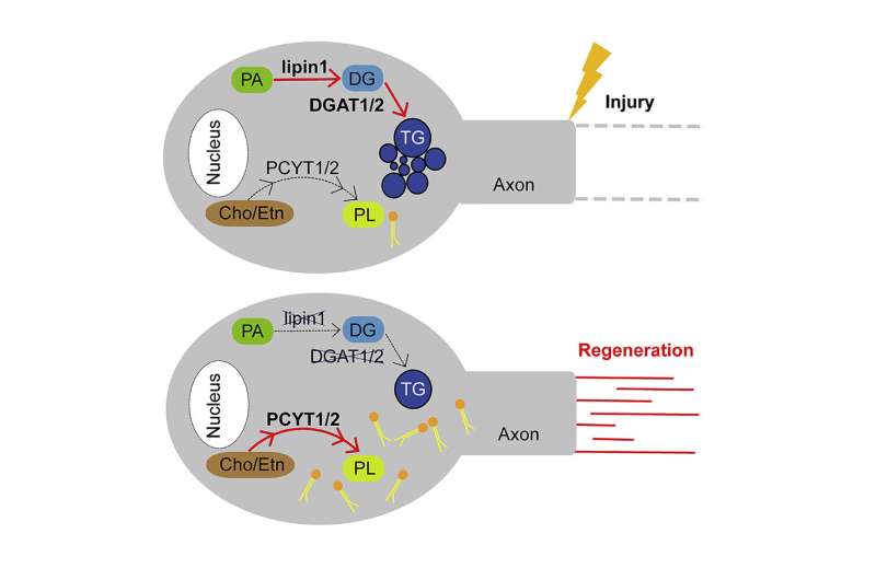 Researchers find that regulating lipid metabolism in neurons helps axon regeneration