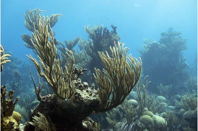 Shedding light on coral reefs
