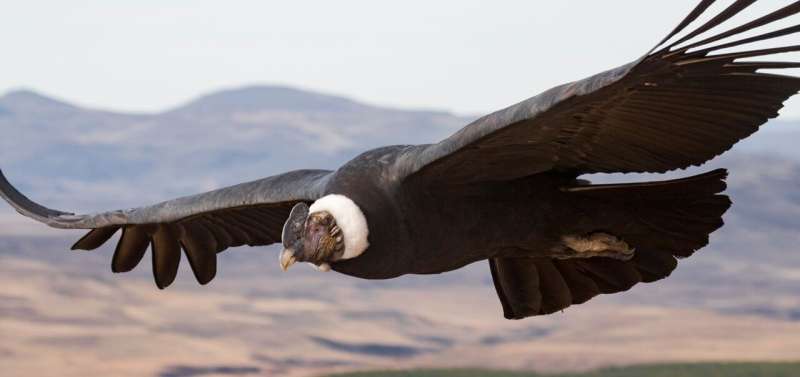Study examines flight performance in the heaviest soaring birds