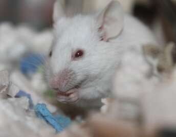 Study highlights sex-specific variability in mouse features