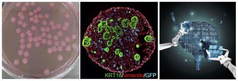 Three-dimensionally reconstituted organoids that are just like human organs