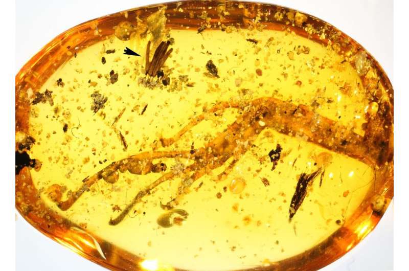 100 million years in amber: Researchers discover oldest fossilized slime mold