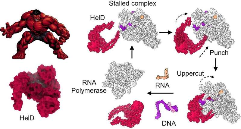 Researchers further reveal inner workings of pathogenic bacteria