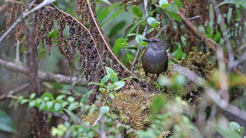 **10 new bird taxa discovered in islands of Wallacea