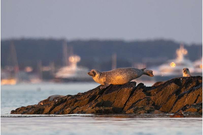 Conservation success or pests? Seals spark passionate debate