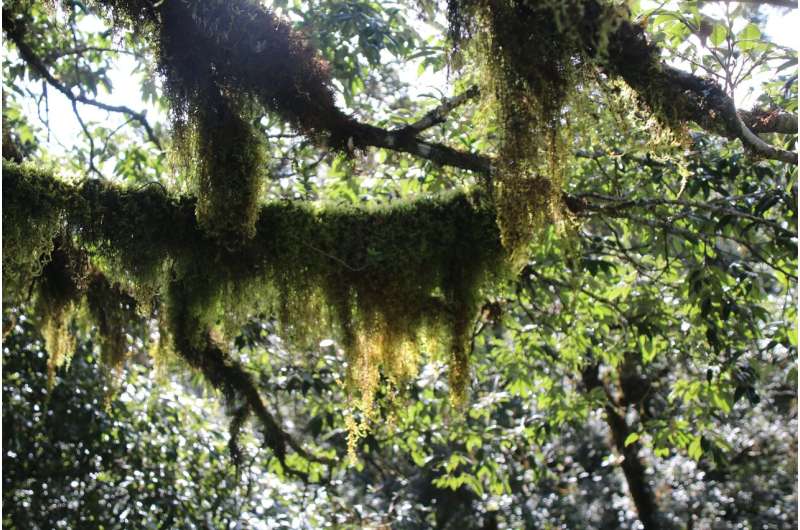 Environmental filtering structures functional strategies of bryophytes in cloud forest