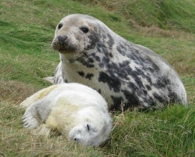 Research reveals the extent of grey seals’ maternal sacrifice