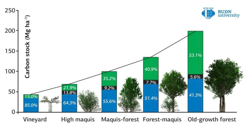 RUDN University ecologists found out how the age of a forest affects the accumulation of carbon in the soil