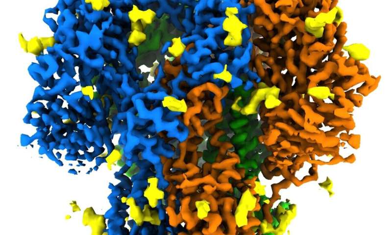 Scientists get the most realistic view yet of a coronavirus spike's protein structure