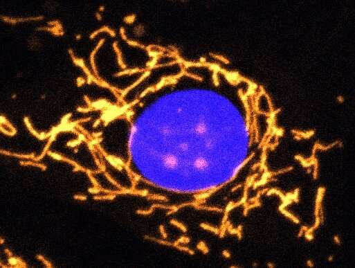 Scientists develop new gene therapy for eye disease