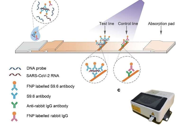 Scientists develop rapid lateral flow immunoassay for fluorescence detection of SARS-CoV-2 RNA