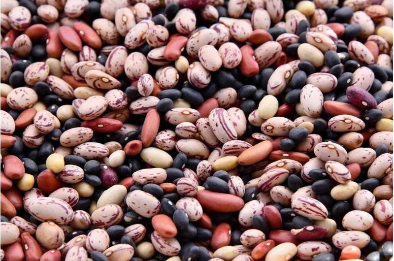 Newly discovered sugar transporter might help beans tolerate hot temperatures