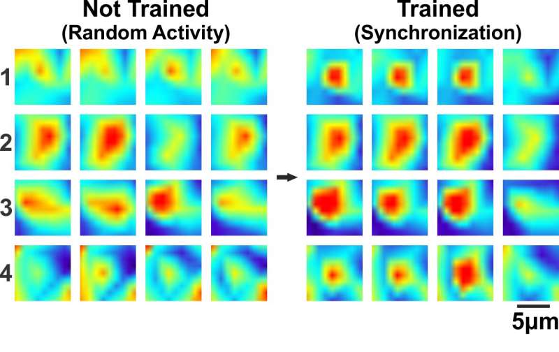 Researchers find synchronization of memory cells critical for learning and forming memories