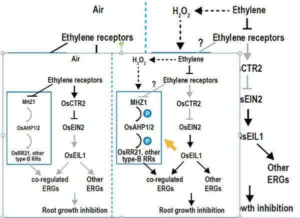 Researchers reveal novel ethylene signaling mechanism in rice roots