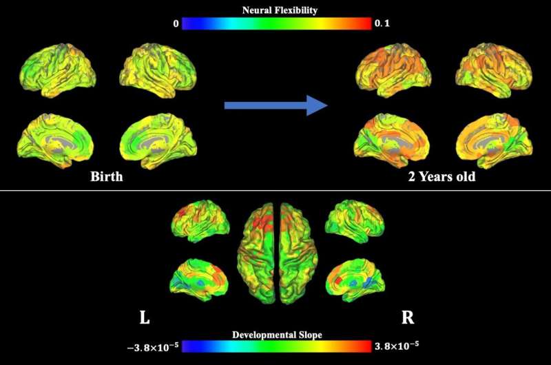 Scientists show how brain flexibility emerges in infants